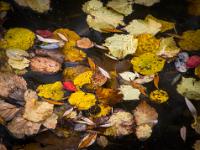 Bunte Herbstlaub Ansammlung am Wasser